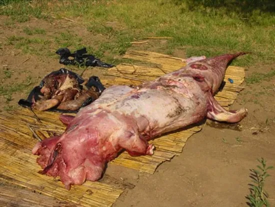 Mổ bụng cá sấu thấy thi thể người chưa phân huỷ ảnh 4