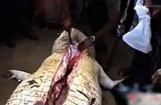 Mổ bụng cá sấu thấy thi thể người chưa phân huỷ ảnh 5