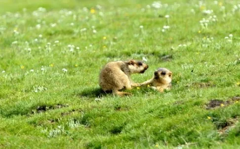 Trung Quốc: Phong tỏa thành phố có người chết do dịch hạch ảnh 1 Trung Quốc: Phong tỏa thành phố có người chết do dịch hạch ảnh 1