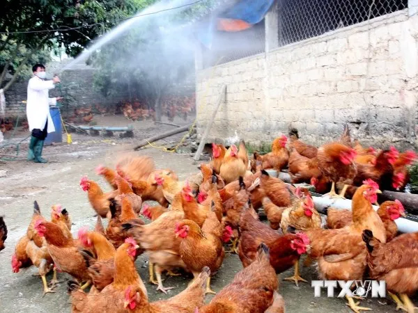 Công điện khẩn về tăng cường phòng chống dịch cúm gia cầm H5N6 ảnh 1