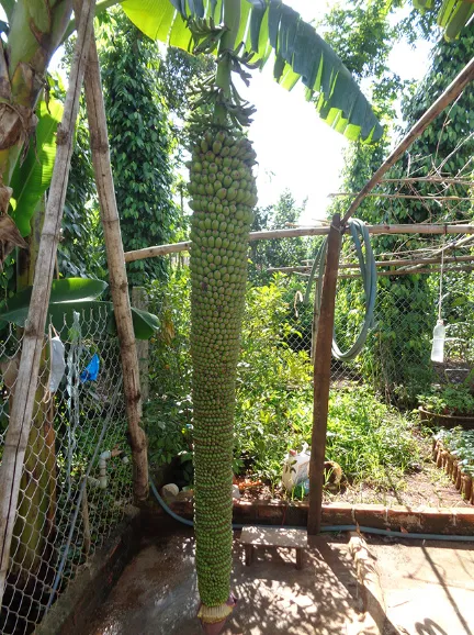 Đổ xô đi xem buồng chuối 150 nải kỳ lạ, kéo oằn thân cây ảnh 1