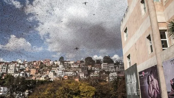 Hàng triệu con châu chấu bay giữa đường làm giao thông hỗn loạn ảnh 1 Hàng triệu con châu chấu bay giữa đường làm giao thông hỗn loạn ảnh 1