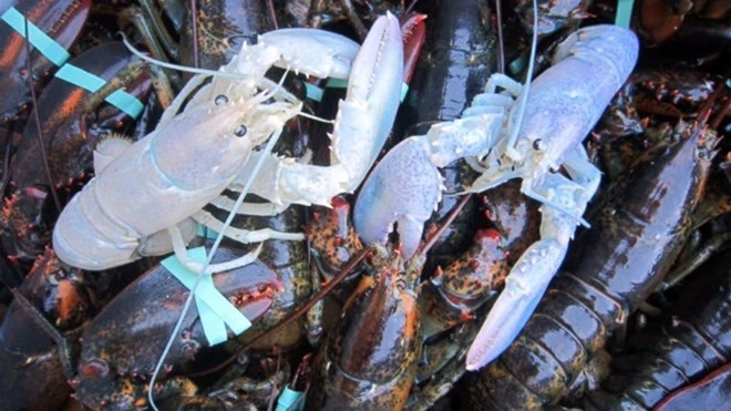 Phát hiện hai con tôm hùm “bạch tạng” cực kỳ quý hiếm tại Mỹ ảnh 1