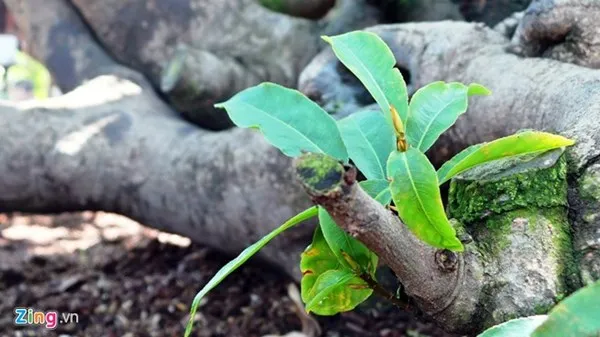 Chiêm ngưỡng cây mai cổ thụ dáng bạch tuộc ở Sài Gòn ảnh 10