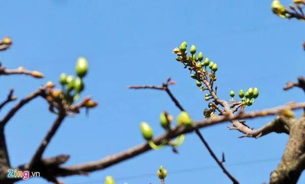 Chiêm ngưỡng cây mai cổ thụ dáng bạch tuộc ở Sài Gòn ảnh 11