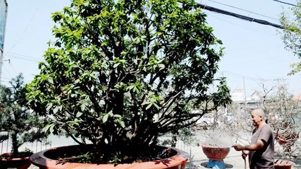 Chiêm ngưỡng cây mai cổ thụ dáng bạch tuộc ở Sài Gòn ảnh 1