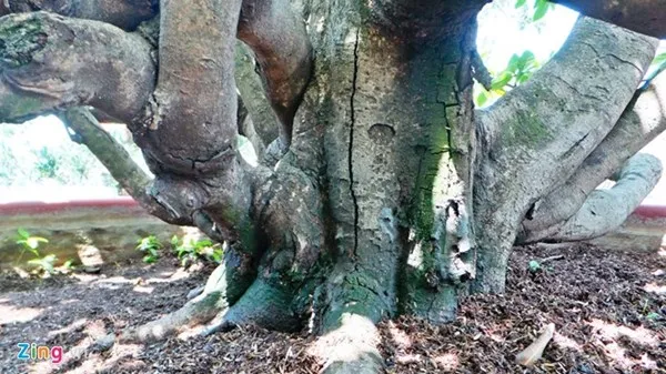 Chiêm ngưỡng cây mai cổ thụ dáng bạch tuộc ở Sài Gòn ảnh 2