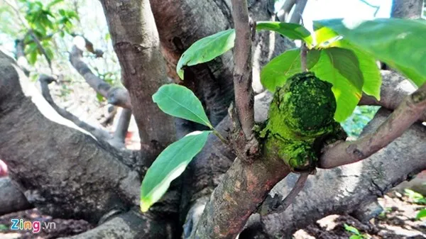 Chiêm ngưỡng cây mai cổ thụ dáng bạch tuộc ở Sài Gòn ảnh 4