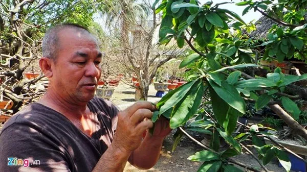 Chiêm ngưỡng cây mai cổ thụ dáng bạch tuộc ở Sài Gòn ảnh 5