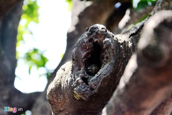 Chiêm ngưỡng cây mai cổ thụ dáng bạch tuộc ở Sài Gòn ảnh 6