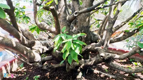 Chiêm ngưỡng cây mai cổ thụ dáng bạch tuộc ở Sài Gòn ảnh 9