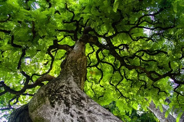 Những tiểu cảnh, bon sai vô giá ở hội hoa xuân Sài Gòn ảnh 13