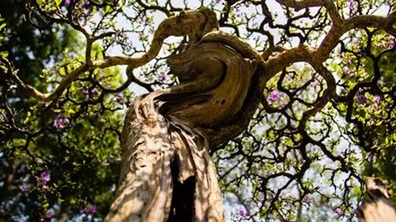 Những tiểu cảnh, bon sai vô giá ở hội hoa xuân Sài Gòn ảnh 1