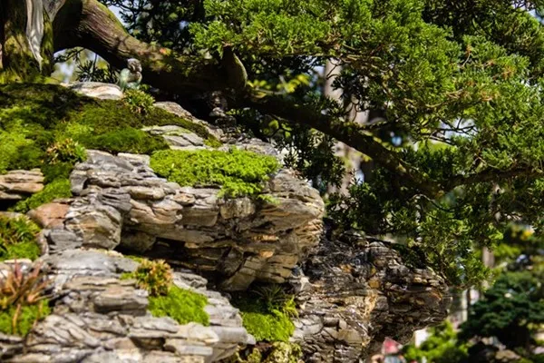 Những tiểu cảnh, bon sai vô giá ở hội hoa xuân Sài Gòn ảnh 5