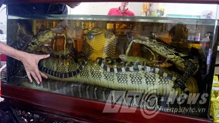 Đại hổ chúa trong bể rượu.