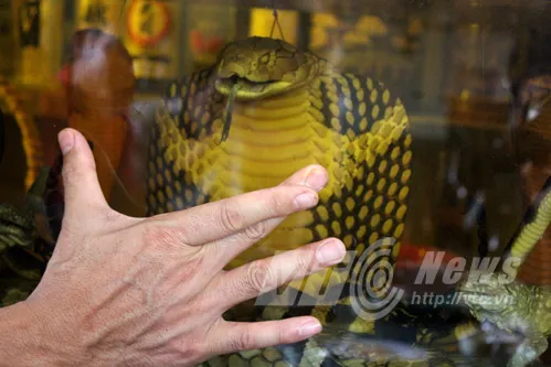 Đại hổ chúa trong bể rượu khủng nhất Việt Nam? ảnh 2