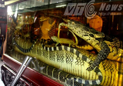 Đại hổ chúa trong bể rượu khủng nhất Việt Nam? ảnh 3