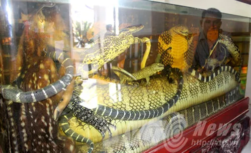 Đại hổ chúa trong bể rượu khủng nhất Việt Nam? ảnh 4