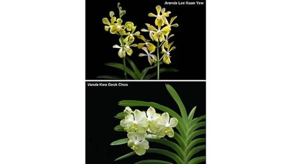 Độc đáo Hoa phong lan Aranda Lý Quang Diệu ảnh 2