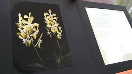 Hoa Aranda Lý Quang Diệu.