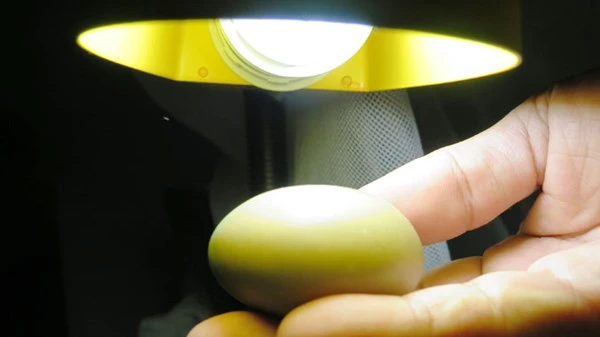 Kỳ lạ hòn đá phát sáng xanh lét ảnh 3