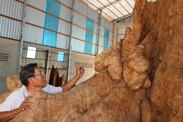 Gốc cây 400 năm tuổi trả giá 30 tỷ đồng không bán ảnh 2