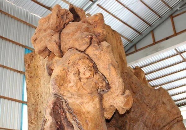 Gốc cây 400 năm tuổi trả giá 30 tỷ đồng không bán ảnh 3