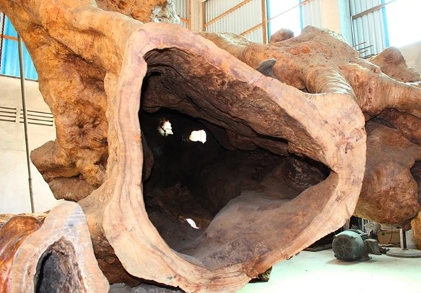 Gốc cây 400 năm tuổi trả giá 30 tỷ đồng không bán ảnh 4