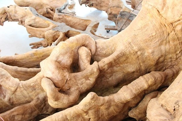 Gốc cây 400 năm tuổi trả giá 30 tỷ đồng không bán ảnh 5