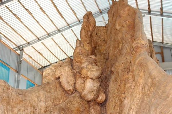 Gốc cây 400 năm tuổi trả giá 30 tỷ đồng không bán ảnh 6