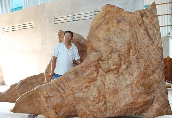 Gốc cây 400 năm tuổi trả giá 30 tỷ đồng không bán ảnh 8