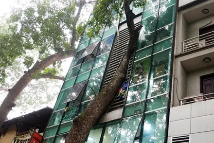 Cây xà cừ ngả vào nhà dân trên phố Lý Nam Đế (Hà Nội). Ảnh: Quý Đoàn.