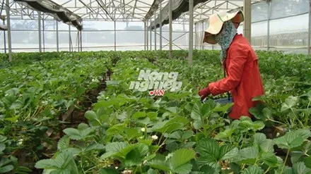 Thu hoạch dâu tây Pháp trong vườn Biofresh.