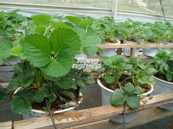 Giống dâu tây lớn 'như thổi', trồng sau 5 tuần thu hoạch ảnh 3