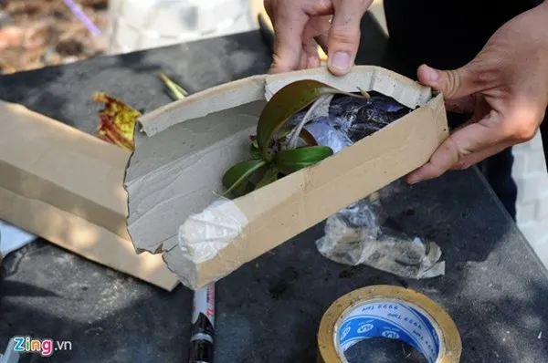 Tận thấy thú chơi 'cây ăn thịt' ở Sài Gòn ảnh 11