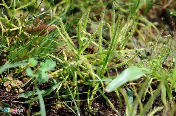 Tận thấy thú chơi 'cây ăn thịt' ở Sài Gòn ảnh 12