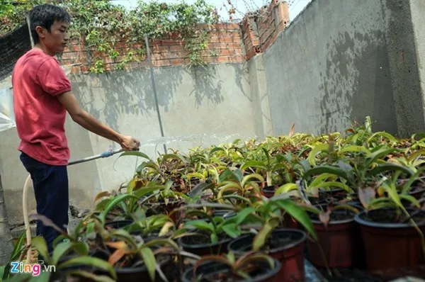 Tận thấy thú chơi 'cây ăn thịt' ở Sài Gòn ảnh 2