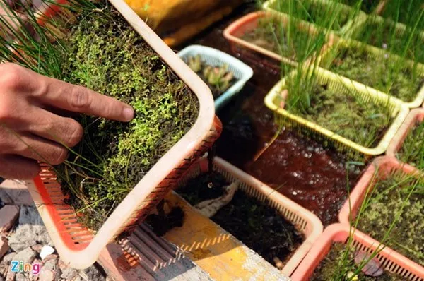 Tận thấy thú chơi 'cây ăn thịt' ở Sài Gòn ảnh 5