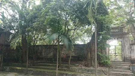 Người dân thay phiên nhau “canh gác” 2 gốc sưa tiền tỷ ảnh 1 Người dân thay phiên nhau “canh gác” 2 gốc sưa tiền tỷ ảnh 1