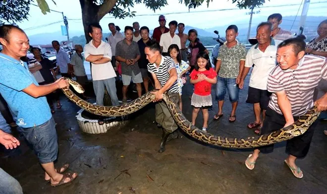Lão nông 73 tuổi hạ gục con trăn khổng lồ chỉ bằng một tảng đá ảnh 1