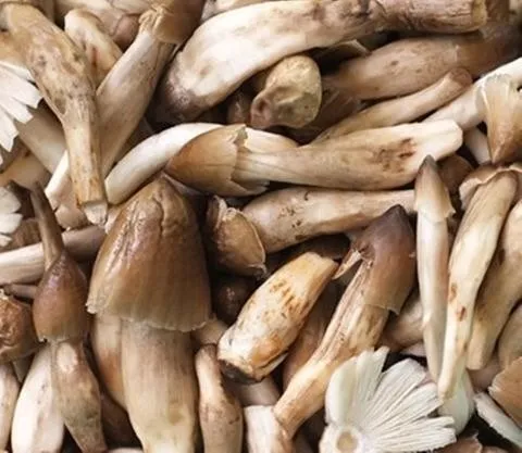 Đột nhập ma trận nấm mối được ủ bằng chất kích thích - ảnh 1