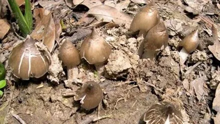 Nấm mối rừng tự nhiên sẫm màu và nhỏ.