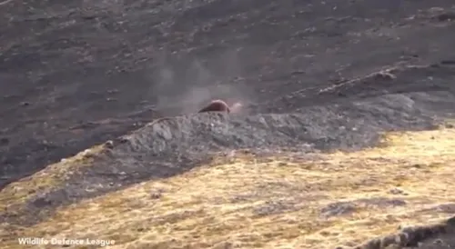 Cảnh thợ săn giết gấu dã man gây rúng động Canh tho san giet gau da man gay rung dong