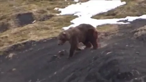 Cảnh thợ săn giết gấu dã man gây rúng động - Hình 2 Canh tho san giet gau da man gay rung dong-Hinh-2