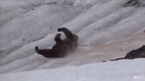 Cảnh thợ săn giết gấu dã man gây rúng động - Hình 3 Canh tho san giet gau da man gay rung dong-Hinh-3