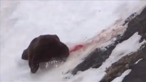 Cảnh thợ săn giết gấu dã man gây rúng động - Hình 4 Canh tho san giet gau da man gay rung dong-Hinh-4