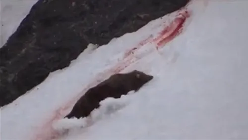 Cảnh thợ săn giết gấu dã man gây rúng động - Hình 6 Canh tho san giet gau da man gay rung dong-Hinh-6