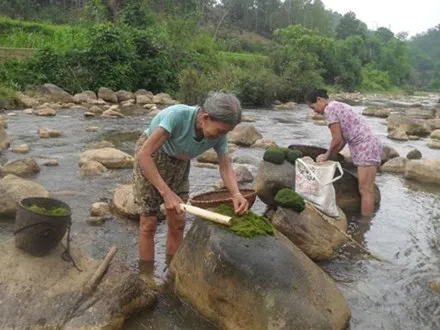 ‘Thung lũng tiên’ và món ăn khiến con người trường thọ ảnh 1 Làm sạch rêu đá