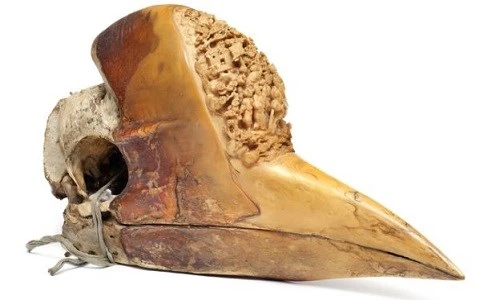 Loài chim có chiếc sừng quý hơn ngà voi - ảnh 1