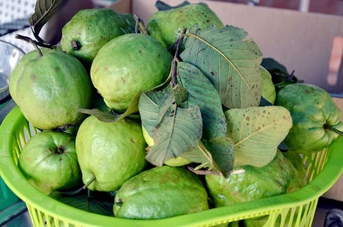 Lệ Rơi bán ổi ở Hà Nội sau những ngày rơi lệ ở showbiz - ảnh 7